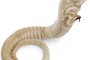 e56e_chestburster_plush