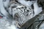 img-tiger