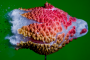 lychee