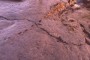 o-FOSSIL-SANTA-CRUZ-BEACH-EXTINCT-WHALE-570