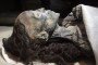 taxi_driver_mummified