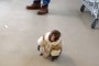 monkey-1